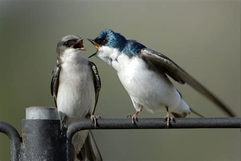 Swallows .